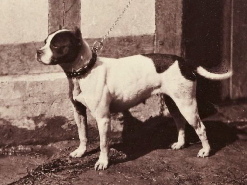 AMERICAN STAFFORDSHIRE, PIT BULL & BULL TERRIER UN PO' DI STORIA