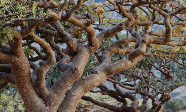 Estrarre troppo incenso ostacola la riproduzione della pianta